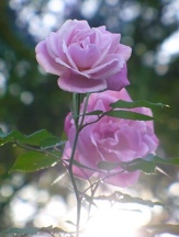 Old Blush Rose, Rosa chinensis 'Old Blush'